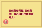 宣威黄精种植(宣威黄精：偏远山区种植的新宠儿)