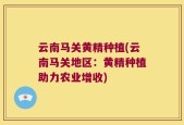云南马关黄精种植(云南马关地区：黄精种植助力农业增收)