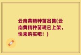 云南黄精种苗出售(云南黄精种苗现已上架，快来购买吧！)