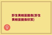 野生黄精苗图像(野生黄精苗图像欣赏)