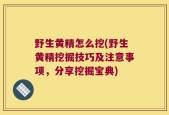 野生黄精怎么挖(野生黄精挖掘技巧及注意事项，分享挖掘宝典)