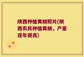 陕西种植黄精照片(陕西农民种植黄精，产量逐年提高)