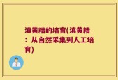 滇黄精的培育(滇黄精：从自然采集到人工培育)