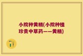 小院种黄精(小院种植珍贵中草药——黄精)