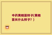 中药黄精苗样子(黄精苗长什么样子？)