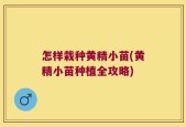 怎样栽种黄精小苗(黄精小苗种植全攻略)