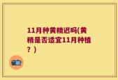 11月种黄精迟吗(黄精是否适宜11月种植？)