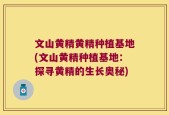 文山黄精黄精种植基地(文山黄精种植基地：探寻黄精的生长奥秘)