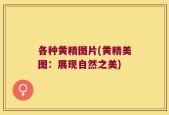 各种黄精图片(黄精美图：展现自然之美)