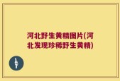 河北野生黄精图片(河北发现珍稀野生黄精)