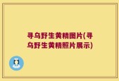 寻乌野生黄精图片(寻乌野生黄精照片展示)