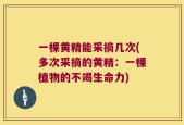 一棵黄精能采摘几次(多次采摘的黄精：一棵植物的不竭生命力)