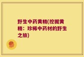 野生中药黄精(挖掘黄精：珍稀中药材的野生之旅)