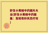 野生小黄精中药图片大全(野生小黄精中药图集：发现奇妙天然疗效)