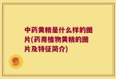 中药黄精是什么样的图片(药用植物黄精的图片及特征简介)