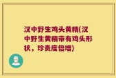 汉中野生鸡头黄精(汉中野生黄精带有鸡头形状，珍贵度倍增)