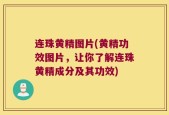 连珠黄精图片(黄精功效图片，让你了解连珠黄精成分及其功效)