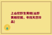 上山挖野生黄精(山野黄精挖掘，寻找天然珍品)
