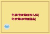 冬季种植黄精怎么样(冬季黄精种植指南)