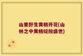 山里野生黄精开花(山林之中黄精绽放盛世)