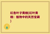 红色叶子黄精(红叶黄精：植物中的天然宝藏)
