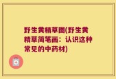 野生黄精草图(野生黄精草简笔画：认识这种常见的中药材)