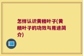 怎样认识黄精叶子(黄精叶子的功效与用途简介)
