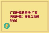 广西种植黄精吗(广西黄精种植：秘密之地藏珍品)
