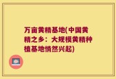 万亩黄精基地(中国黄精之乡：大规模黄精种植基地悄然兴起)