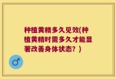 种植黄精多久见效(种植黄精时需多久才能显著改善身体状态？)
