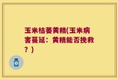 玉米枯萎黄精(玉米病害蔓延：黄精能否挽救？)