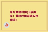 景东黄精种植(云南景东：黄精种植带动农民增收)