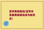 宜宾黄精栽培(宜宾市发展黄精栽培成为新亮点)