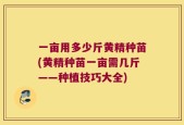 一亩用多少斤黄精种苗(黄精种苗一亩需几斤——种植技巧大全)