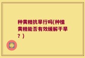 种黄精抗旱行吗(种植黄精能否有效缓解干旱？)