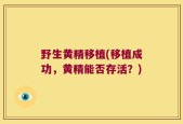 野生黄精移植(移植成功，黄精能否存活？)