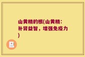 山黄精的根(山黄精：补肾益智，增强免疫力)