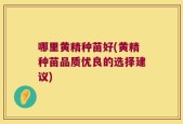 哪里黄精种苗好(黄精种苗品质优良的选择建议)