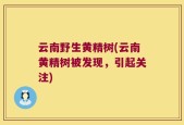 云南野生黄精树(云南黄精树被发现，引起关注)