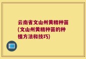 云南省文山州黄精种苗(文山州黄精种苗的种植方法和技巧)