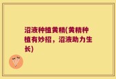 沼液种植黄精(黄精种植有妙招，沼液助力生长)