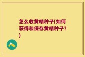 怎么收黄精种子(如何获得和保存黄精种子？)