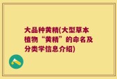 大品种黄精(大型草本植物“黄精”的命名及分类学信息介绍)