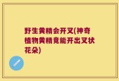 野生黄精会开叉(神奇植物黄精竟能开出叉状花朵)
