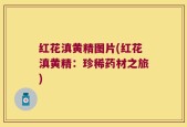 红花滇黄精图片(红花滇黄精：珍稀药材之旅)