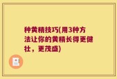 种黄精技巧(用3种方法让你的黄精长得更健壮，更茂盛)