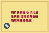 切片黄精图片(切片展示黄精 惊艳的黄色植物展现独特美感)
