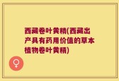 西藏卷叶黄精(西藏出产具有药用价值的草本植物卷叶黄精)
