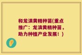 和龙滇黄精种苗(重点推广：龙滇黄精种苗，助力种植产业发展！)