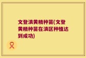 文登滇黄精种苗(文登黄精种苗在滇区种植达到成功)